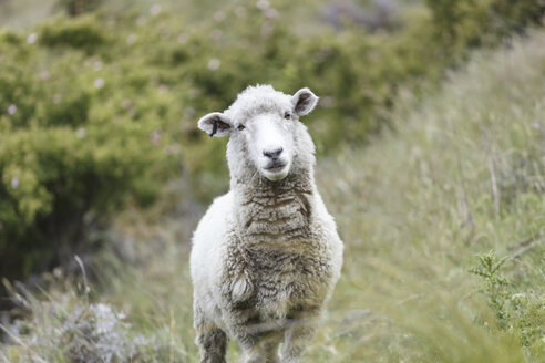 Neuseeland, Porträt eines Schafes - STDF000043