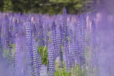 Neuseeland, violette Lupinen, Lupinus - STDF000048