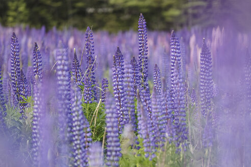 Neuseeland, violette Lupinen, Lupinus - STDF000048