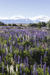 Neuseeland, violette Lupinen, Lupinus, vor einer Landschaft - STDF000074