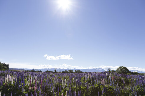 Neuseeland, violette Lupinen, Lupinus, im Vordergrund blauer Himmel - STDF000080