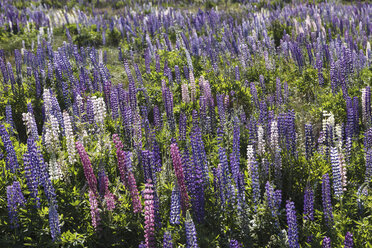 Neuseeland, violette Lupinen, Lupinus - STDF000051