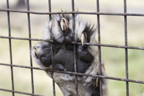 New Zealand, lion claw behind metal grid - STDF000053