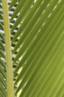 Oceania, Fiji Islands, Palm leaf, close-up - STDF000067