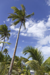 Oceania, Fiji Islands, Palms - STDF000068