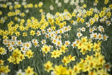 Germany, Constance district, Daffodils, Narcissus, on meadow - ELF000944