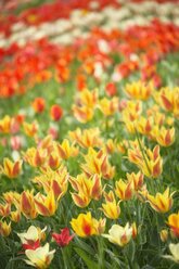 Germany, Constanze district, Tulips, Tulipa, on meadow - ELF000945