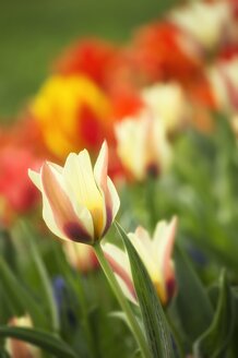 Deutschland, Bezirk Constanze, Tulpen, Tulipa, auf Wiese - ELF000946