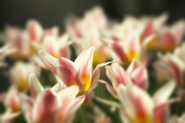 Deutschland, Bezirk Constanze, Tulpen, Tulipa, auf Wiese - ELF000947