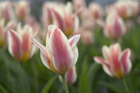 Deutschland, Landkreis Konstanz, Tulpen, Tulipa, auf Wiese, lizenzfreies Stockfoto