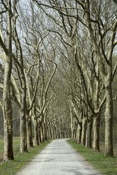 Germany, Baden-Wuerttemberg, Constance district, Avenue of plane trees, Platanus - ELF000949