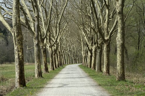 Deutschland, Baden-Württemberg, Landkreis Konstanz, Platanenallee, Platanus - ELF000950