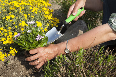 Deutschland, Frau pflanzt Blumen im Garten - WIF000627