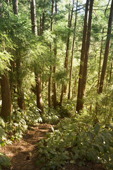 Portugal, Azores, Sao Miguel, Forest trail to Lago Azul - ONF000537