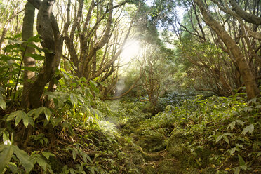 Portugal, Azoren, Sao Miguel, Waldweg zum Lago Azul - ONF000538