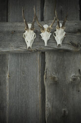 Antlers hanging on wooden wall - ASF005352