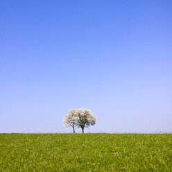 Baum auf grüner Wiese, Bayern, Deutschland - MAEF008308