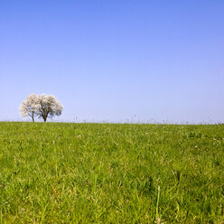 Baum auf grüner Wiese, Bayern, Deutschland - MAEF008312