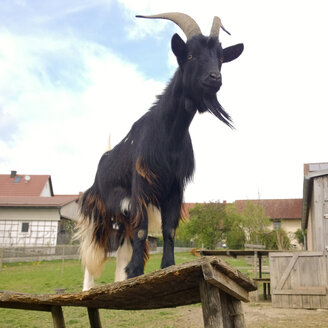 Goat, Bavaria, Germany - MAEF008313