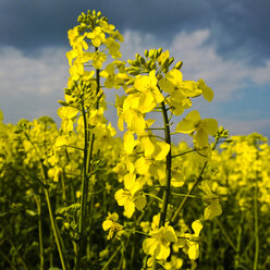 Rapsblüte, Bayern, Deutschland - MAEF008314