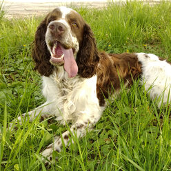 Englischer Springer Spaniel im Gras, Bayern, Deutschland - MAEF008305