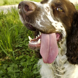 Englischer Springer Spaniel im Gras, Bayern, Deutschland - MAEF008315