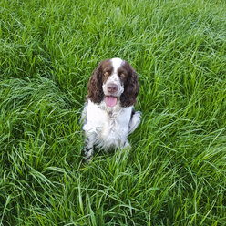 English Springer Spaniel in grass, Bavaria, Germany - MAEF008304