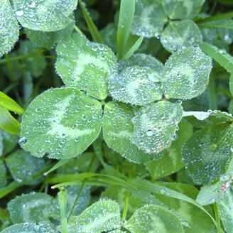 Wassertropfen auf Kleeblättern, Bayern, Deutschland - MAEF008303