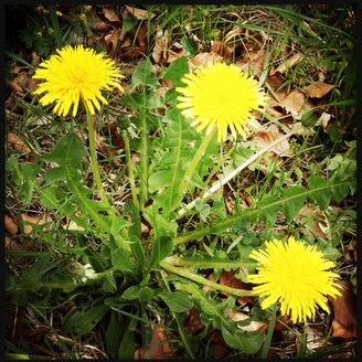 Löwenzahn mit 3 Blüten - SRSF000466