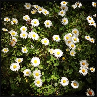 Grass covered with daisies, Germany - SRSF000467