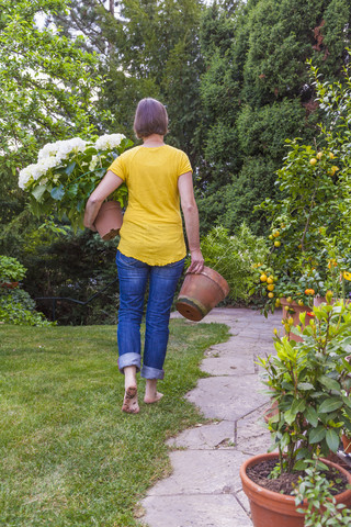 Woman carrying flowerpots with hortensia, Hydrangea, and orange tree, Citrus aurantium stock photo