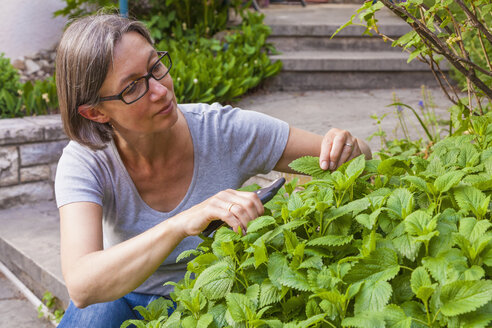 Porträt einer Frau, die Zitronenmelisse, Melissa officinalis, mit einer Gartenschere schneidet - WDF002493