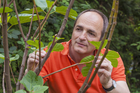 Porträt eines Mannes, der die Blätter eines Feigenbaums, Ficus carica, im Garten betrachtet - WDF002494