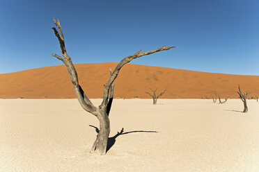 Afrika, Namibia, Sossusvlei, Sanddüne, Tote Bäume - HLF000474