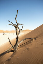 Africa, Namibia, Sossusvlei, Sand dune, Dead trees - HLF000475