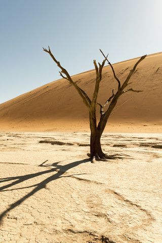 Afrika, Namibia, Sossusvlei, Sanddüne, Tote Bäume, lizenzfreies Stockfoto