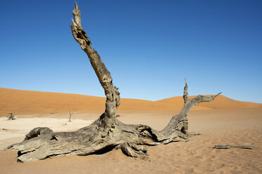 Afrika, Namibia, Sossusvlei, Sanddüne, Tote Bäume - HLF000488