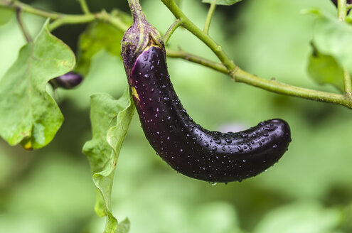 Thailand, Ko Yao Noi, Laem Sak, Aubergine mit Regentropfen - THAF000323