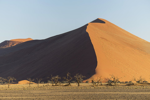 Afrika, Namibia, Sossusvlei, Bäume und Sanddünen bei Sonnenuntergang, lizenzfreies Stockfoto