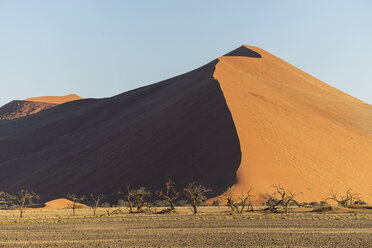 Afrika, Namibia, Sossusvlei, Bäume und Sanddünen bei Sonnenuntergang - HLF000481