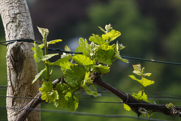 Weinranke, die im Frühjahr am Draht wächst - JTF000544