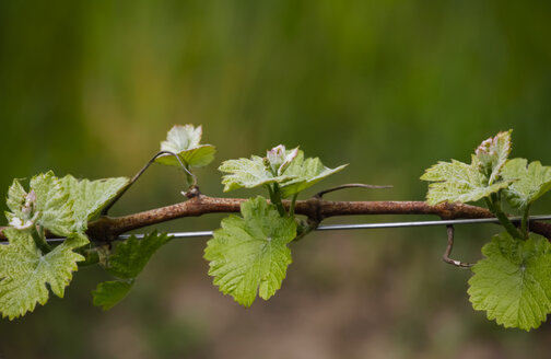 Weinranke, die im Frühjahr am Draht wächst - JTF000542