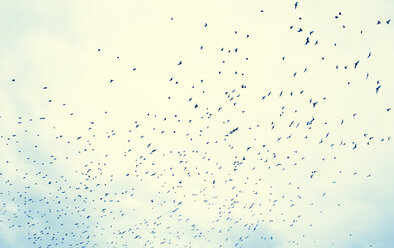 Flock of birds in front of cloud - DISF000836