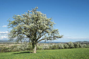 Deutschland, Baden-Württemberg, Landkreis Konstanz, Wiese mit Streuobstbäumen, Apfelbäume, Malus - ELF000955