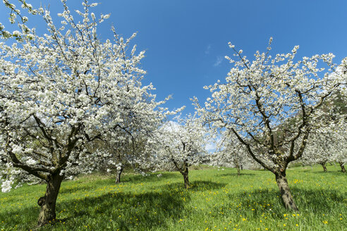 Deutschland, Baden-Württemberg, Landkreis Konstanz, Wiese mit Streuobstbäumen, Apfelbäume, Malus - ELF000956