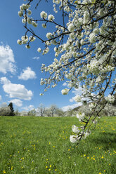 Deutschland, Baden-Württemberg, Landkreis Konstanz, Wiese mit Streuobstbäumen, Apfelbäume, Malus - ELF000957