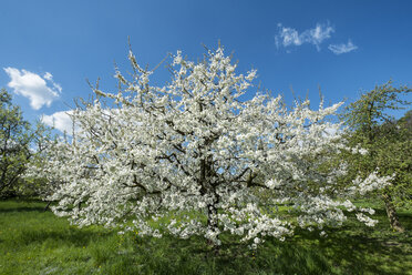 Deutschland, Baden-Württemberg, Landkreis Konstanz, Wiese mit Streuobstbäumen, Apfelbaum, Malus - ELF000959