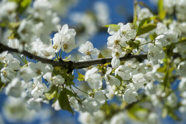 Deutschland, Baden-Württemberg, Landkreis Konstanz, Wiese mit Streuobstbäumen, Apfelbaum, Malus, Nahaufnahme - ELF000960