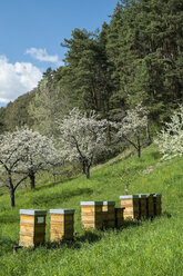 Deutschland, Baden-Württemberg, Landkreis Konstanz, Bienenstöcke auf Streuobstwiese, Apfelbäume, Malus - ELF000961