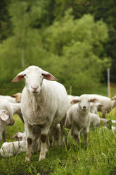 Domestic sheep, Ovis orientalis aries, and lambs on meadow - SLF000419